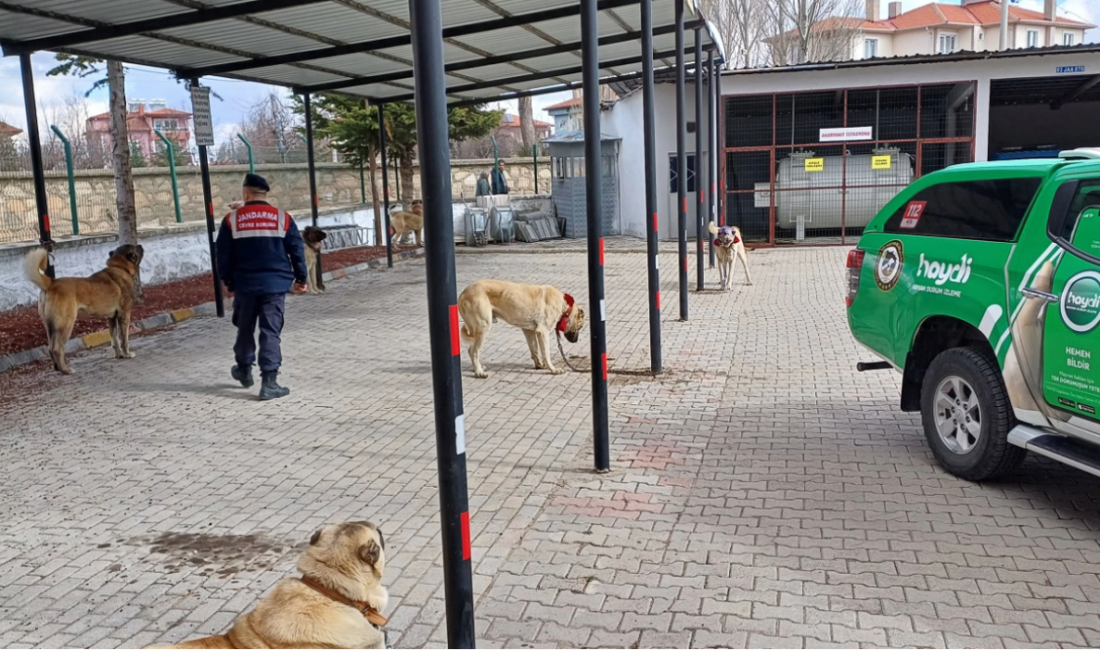Afyonkarahisar İl Jandarma Komutanlığına bağlı ekipler, Afyonkarahisar Merkez, Şuhut, İhsaniye,