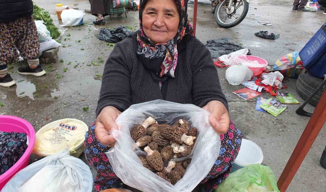   Burhaniye ilçesinde, bahar yağışları ile birlikte Madra Dağında çıkmaya
