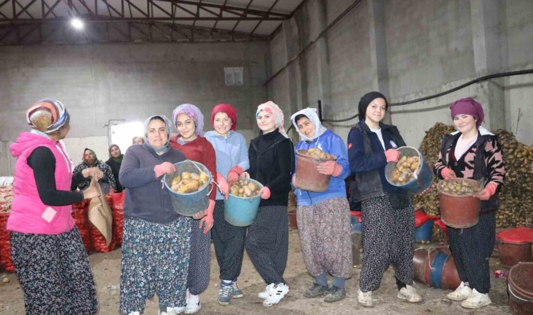 PATATES ÜRETİMİNDE ÖNEMLİ BİR YERE SAHİP OLAN AFYONKARAHİSAR’IN SANDIKLI İLÇESİNDE