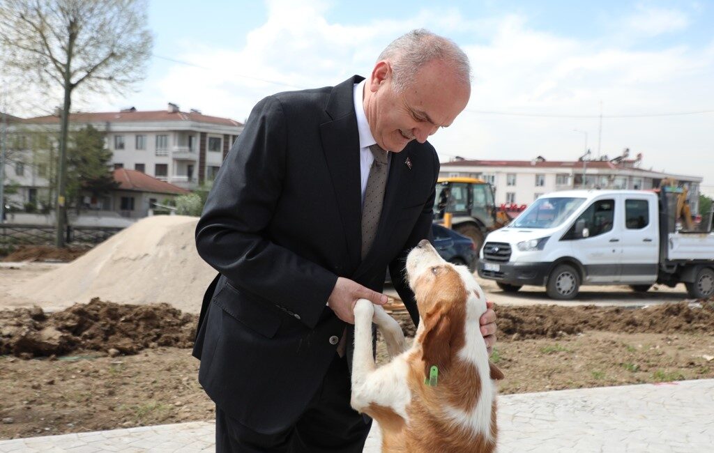 Düzce Belediyesi, başıboş ve saldırgan sokak köpekleri ile ilgili sorunu