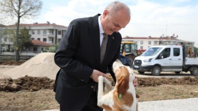 Düzce Belediyesi, başıboş ve saldırgan sokak köpekleri ile ilgili sorunu