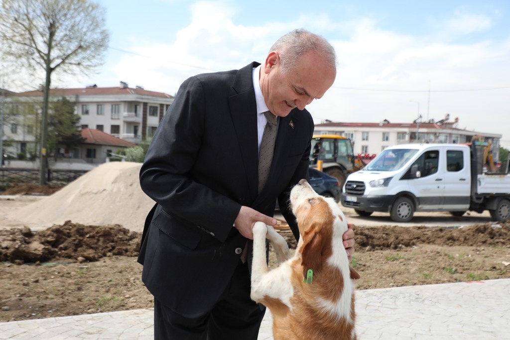 Düzce Belediyesi, başıboş ve saldırgan sokak köpekleri ile ilgili sorunu