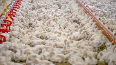 Türkiye genelinde tavuk eti üretimi, ocakta geçen yılın aynı ayına