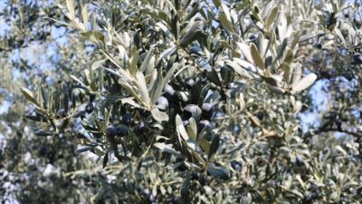 Marmara Zeytin Tarım Satış Kooperatifleri Birliği (Marmarabirlik), zeytin üreticilerine 860