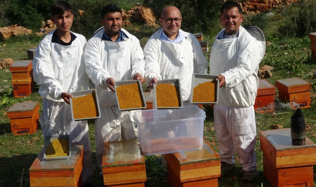 Türkiye’nin bal üretiminde ilk sıralarda yer alan Mersin’de, milyonlarca arının