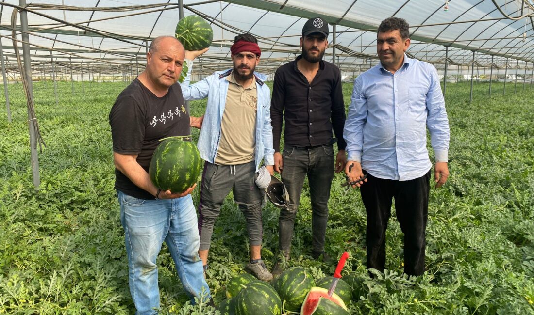 Türkiye’nin örtü altı üretim merkezi Antalya’da, karpuz hasatına başlandı. Serik