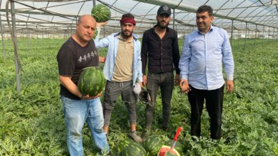 Türkiye’nin örtü altı üretim merkezi Antalya’da, karpuz hasatına başlandı. Serik
