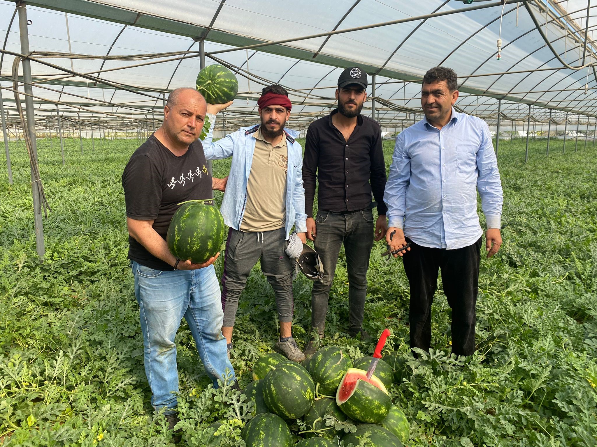 Türkiye’nin örtü altı üretim merkezi Antalya’da, karpuz hasatına başlandı. Serik