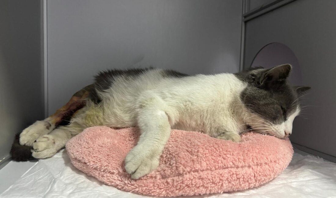 Zonguldak’ta bir apartmanın 7. katından düşen kedi, veteriner kliniğinde yapılan