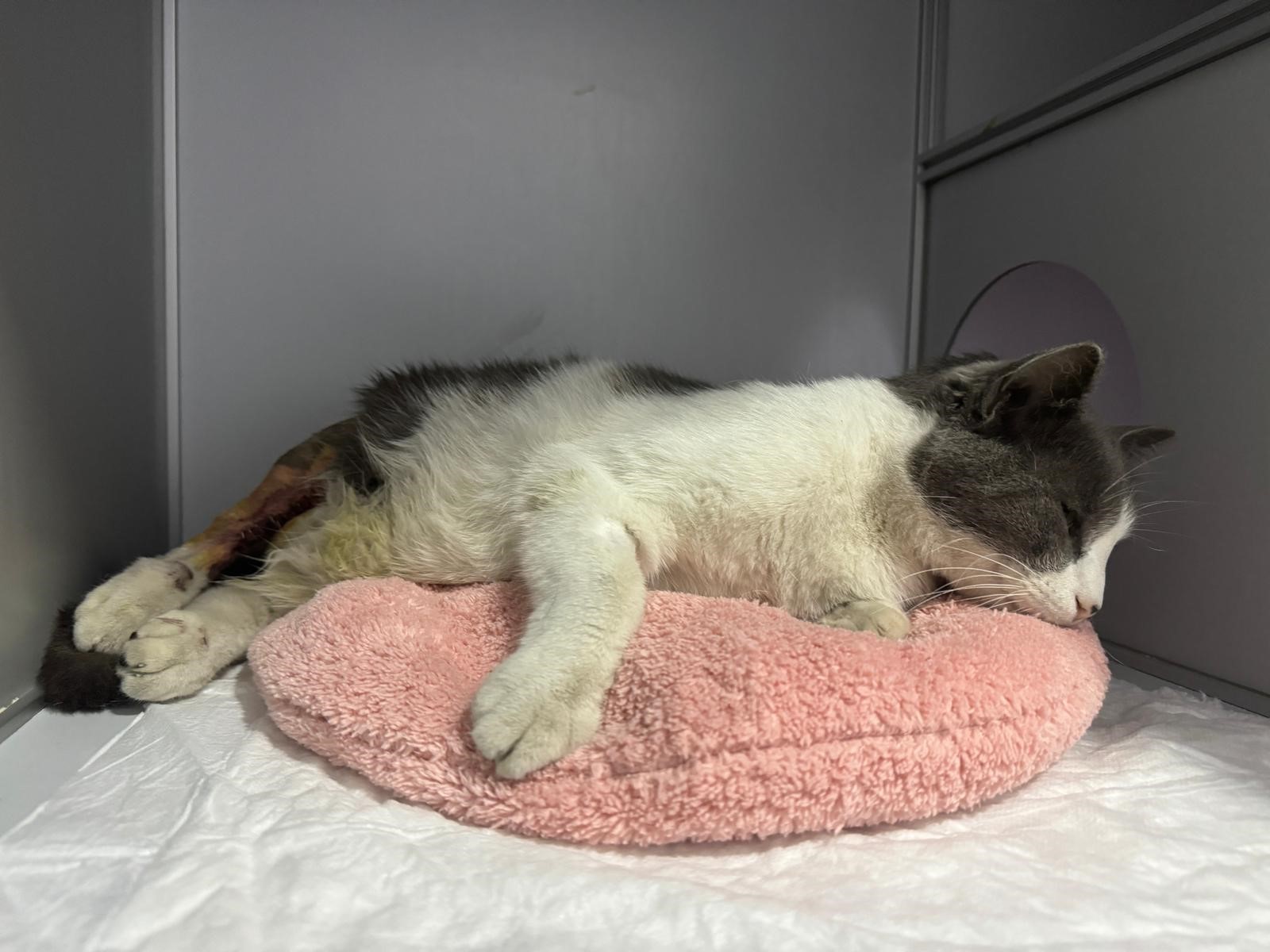 Zonguldak’ta bir apartmanın 7. katından düşen kedi, veteriner kliniğinde yapılan