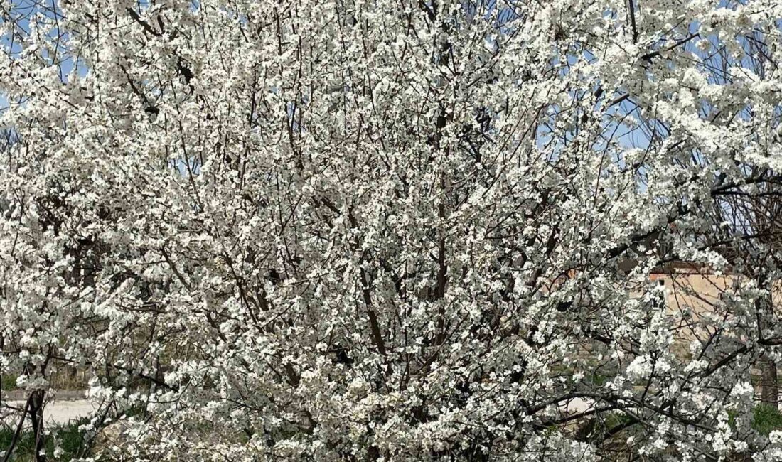 Afyonkarahisar’da baharın gelmesi ile ağaçların rengarenk çiçek açması görsel şölen