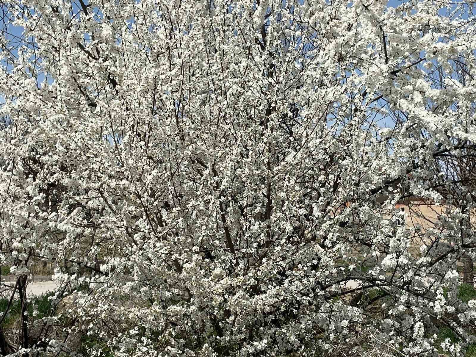 Afyonkarahisar’da baharın gelmesi ile ağaçların rengarenk çiçek açması görsel şölen