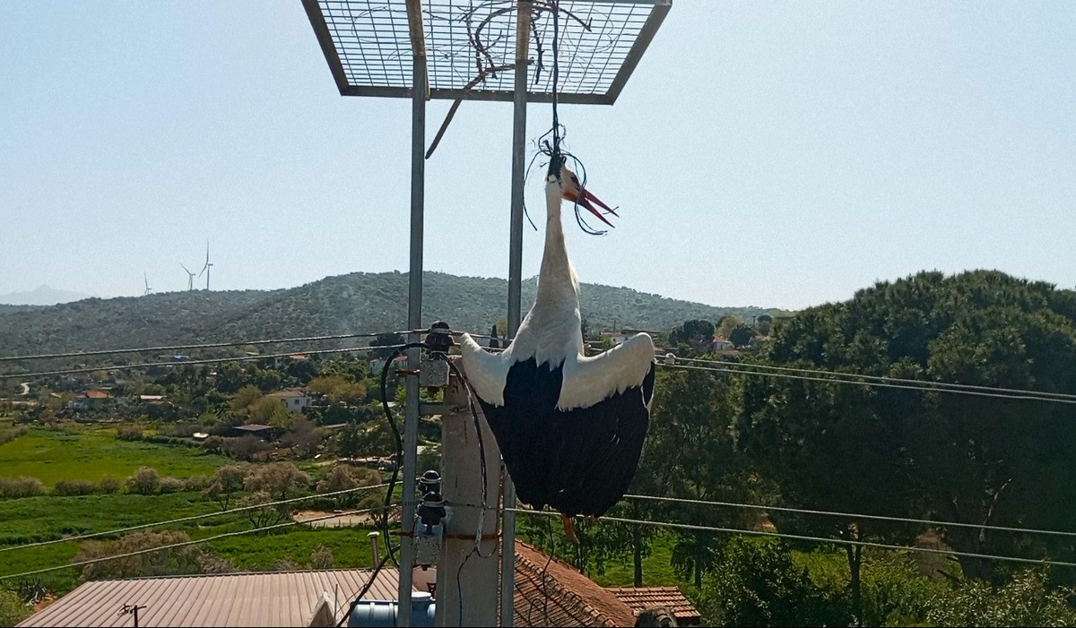 Aydın’ın Söke ilçesine bağlı Avşar köyünde yuvalanan ve boynuna dolanan