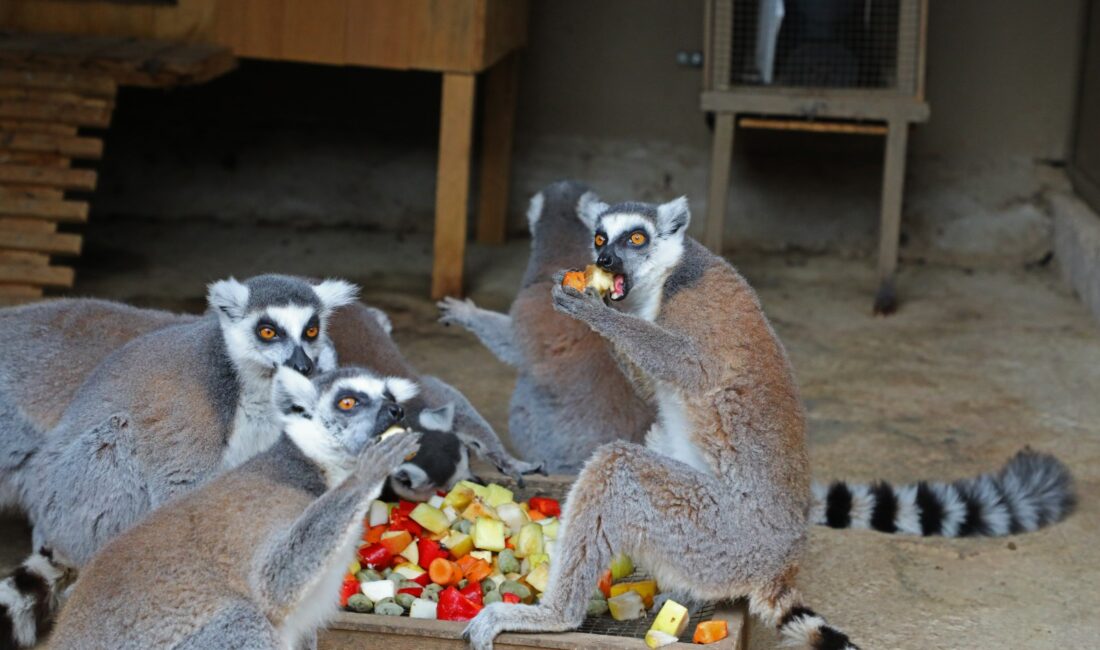 Antalya Büyükşehir Belediyesi Doğal Yaşam Parkı’nda lemur, kanguru, tavşan, keçi