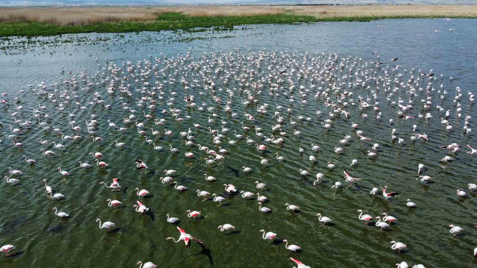 Allı turna olarak da bilinen flamingolar her yıl olduğu gibi