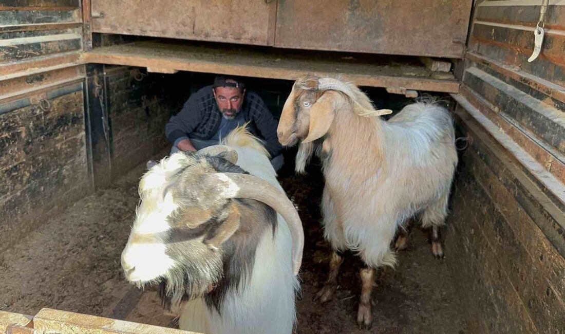 Afyonkarahisar’da geçimini hayvancılık yaparak sağlayan bir şahsın çalınan keçilerini jandarma