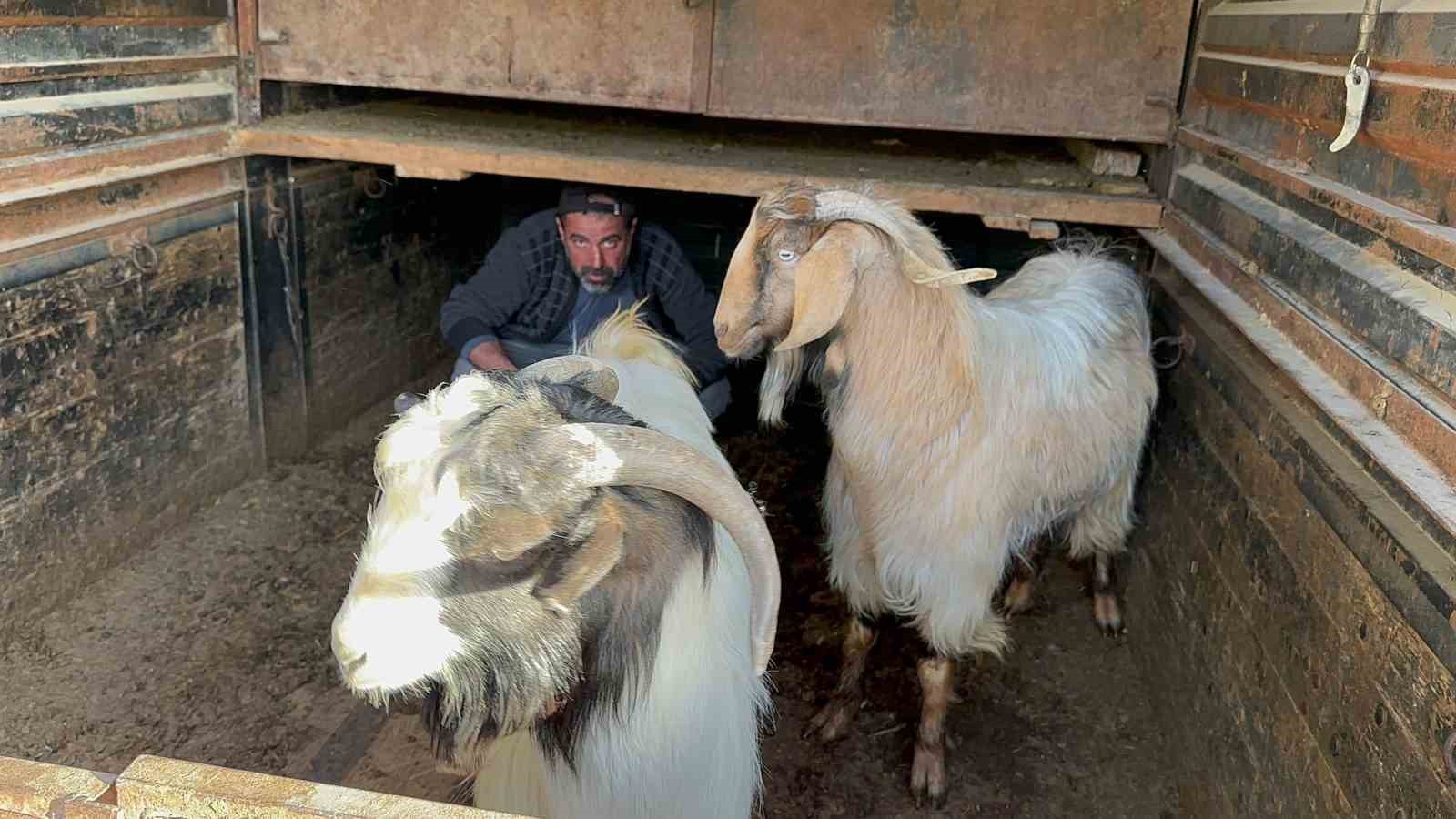 Afyonkarahisar’da geçimini hayvancılık yaparak sağlayan bir şahsın çalınan keçilerini jandarma
