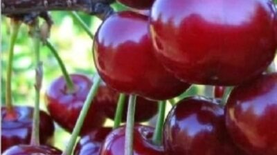 Türkiye, üretiminde dünya lideri olduğu kirazda, ilk hasattan sonra geçen