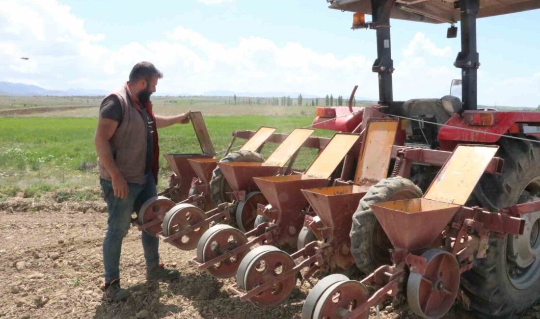 Afyonkarahisar’ın Sandıklı ilçesinde 704 üretici tarafından ekimi yapılan şeker pancarında
