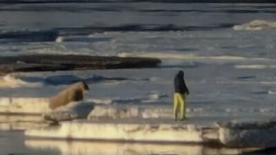 Norveç’e bağlı Svalbard Adası’nı ziyaret eden bir turist deniz aygırına