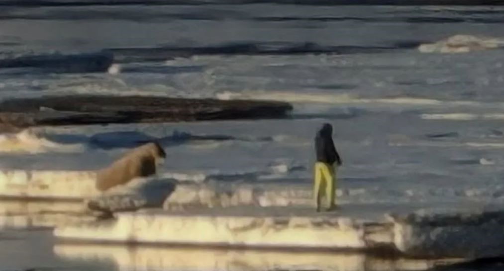 Norveç’e bağlı Svalbard Adası’nı ziyaret eden bir turist deniz aygırına
