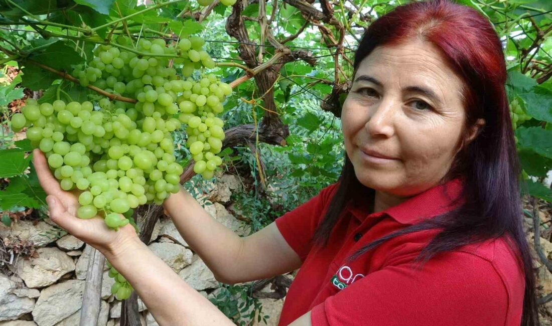 Türkiye’nin yaş sebze ve meyve üretim merkezlerinden Mersin’de örtü altında