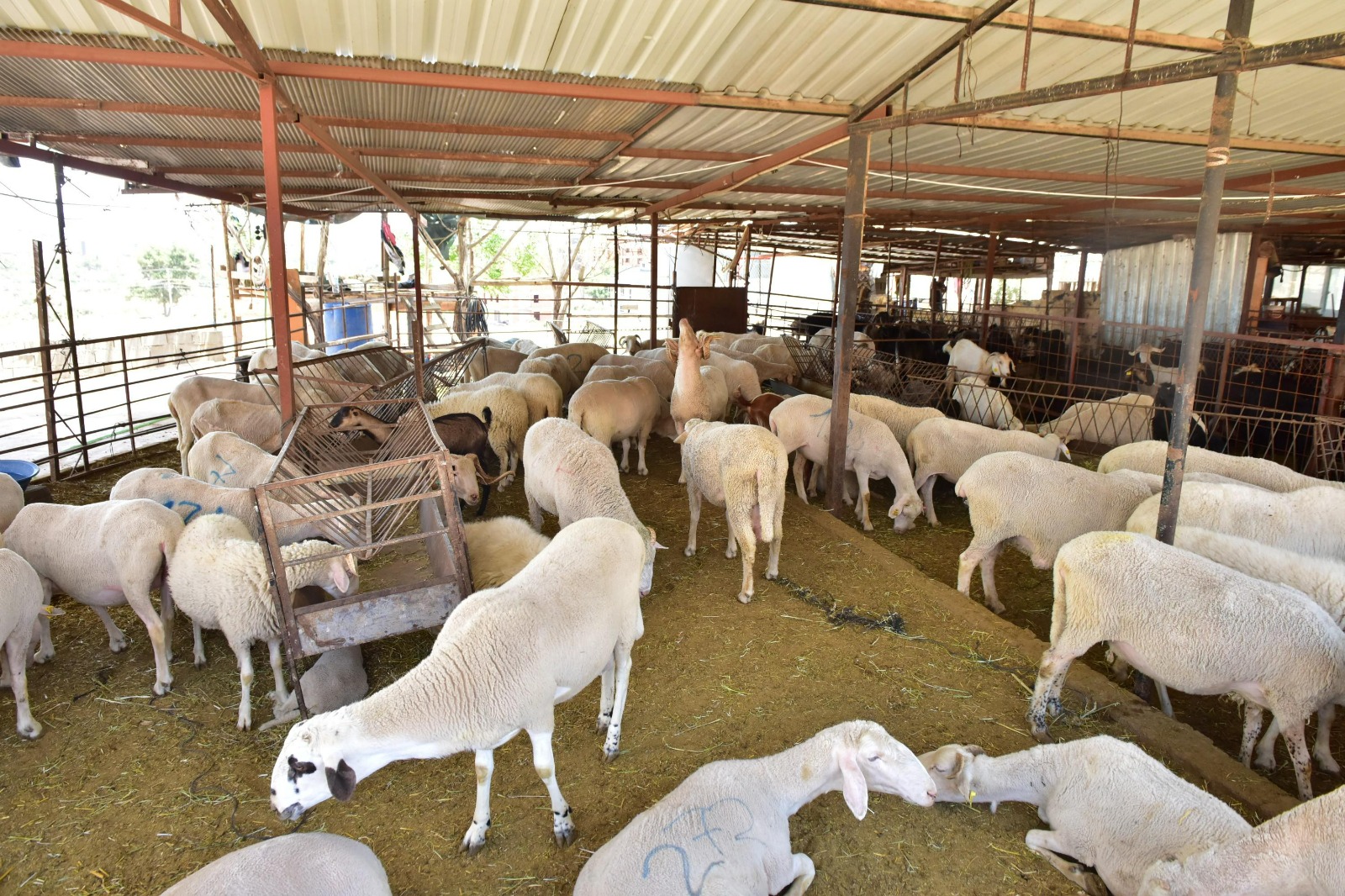     Antalya Kepez Belediyesi, kurbanlık satışlarının sorunsuz ve sağlıklı