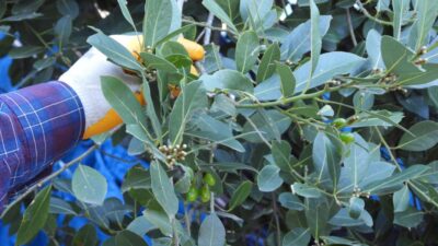 Hem geleneksel hem de modern mutfaklarda yoğun bir şekilde tercih