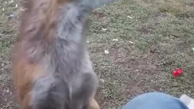     Sivas’ta yaşayan Savaş Tufan, tilkiyle kurduğu olağanüstü dostlukla