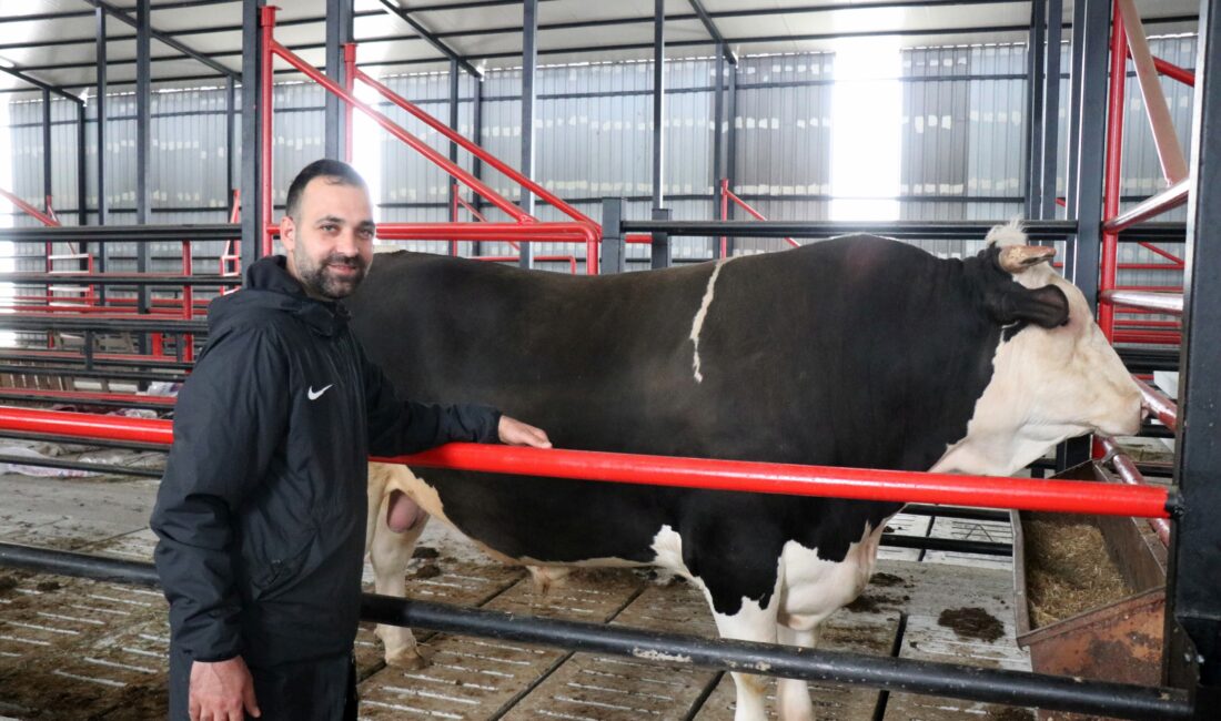 Sakarya’da Kurban Bayramı öncesinde 1 ton 600 kilogram ağırlığındaki ‘Paşa’