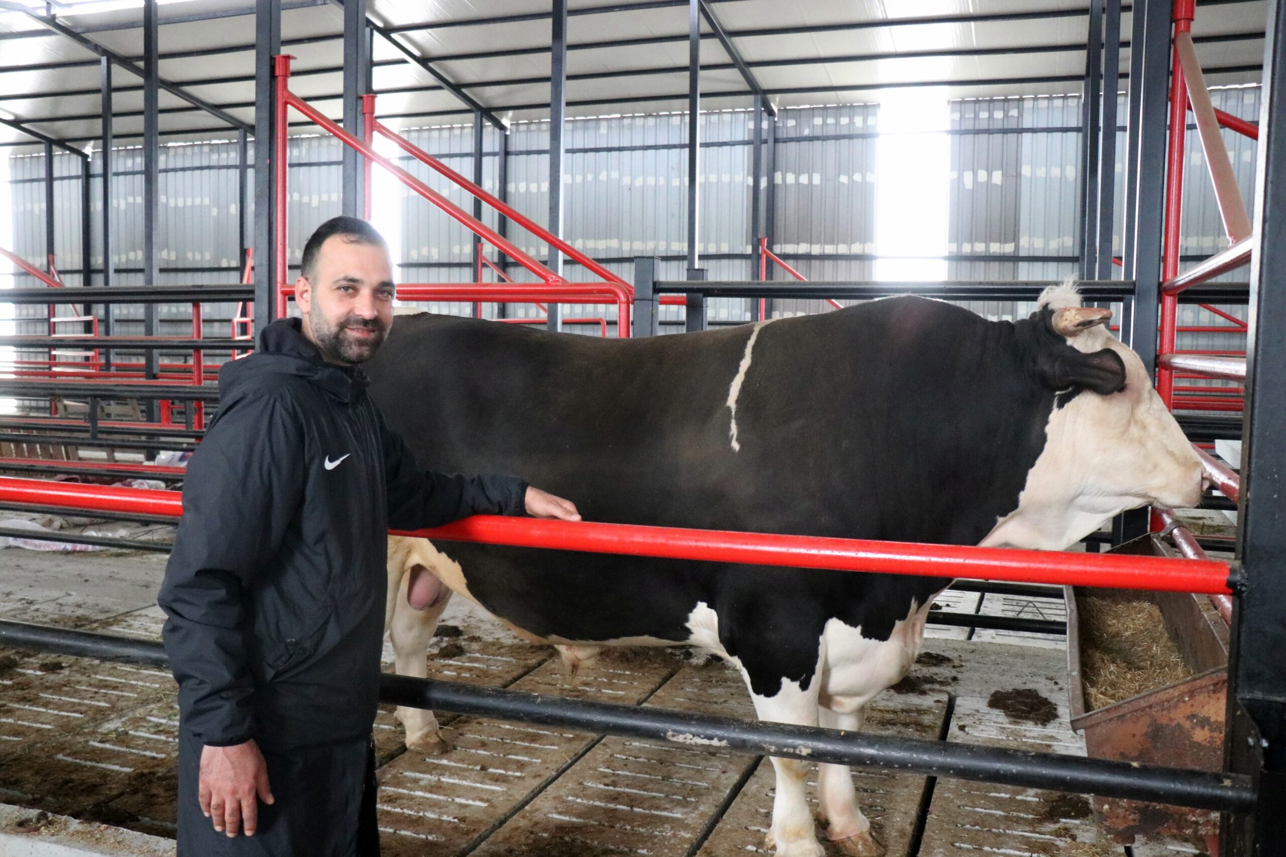 Sakarya’da Kurban Bayramı öncesinde 1 ton 600 kilogram ağırlığındaki ‘Paşa’