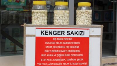 Kenger bitkisinin kök kısmından elde edilen kenger sakızının fiyatı çeyrek