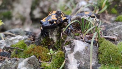 Koruma altındaki “Benekli Semenderler” Erzincan’ın Kemaliye ilçesinde görüntülendi. Kemaliye’de doğa