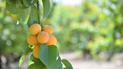 İklim özellikleri sayesinde başta kekik, nar ve ayva olmak üzere