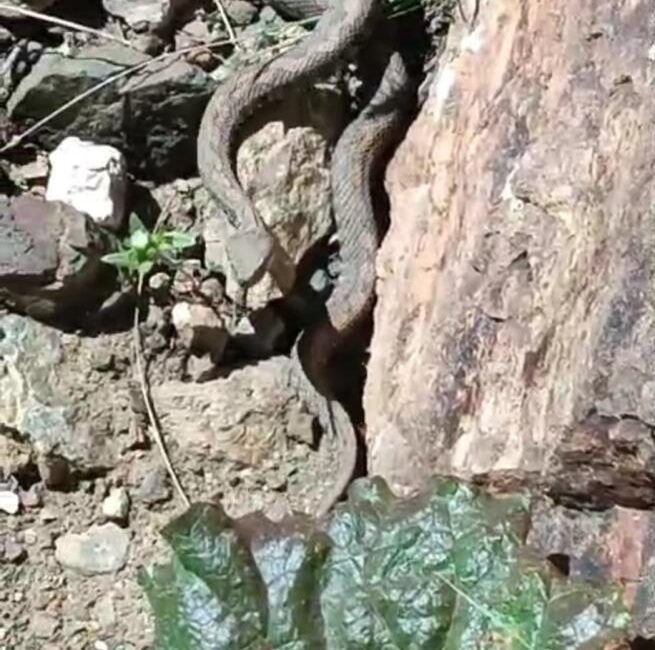 Van’ın İpekyolu ilçesi sınırlarındaki Erek Dağı’nda Türkiye’nin en zehirli yılanlarından