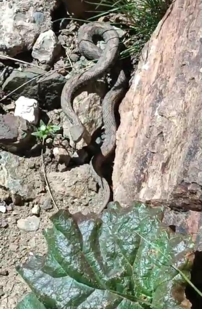 Van’ın İpekyolu ilçesi sınırlarındaki Erek Dağı’nda Türkiye’nin en zehirli yılanlarından