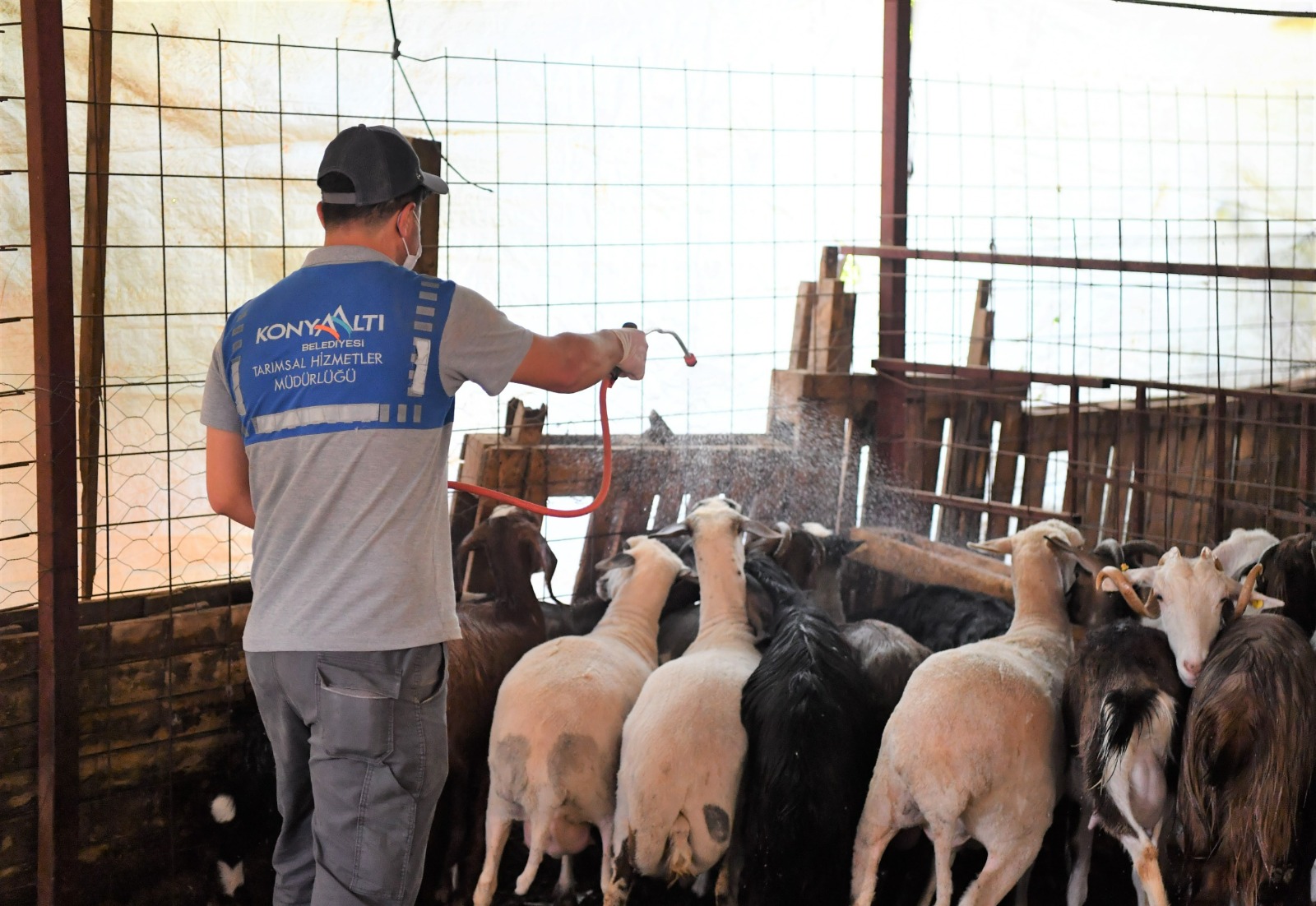 Konyaaltı Belediyesi ilçedeki küçükbaş ve büyükbaş hayvanları ilaçlayarak hayvan yetiştiricilerine