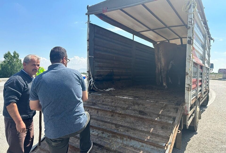 Afyonkarahisar’da yaklaşan Kurban Bayramı öncesi canlı hayvan taşımacılığına yönelik denetim