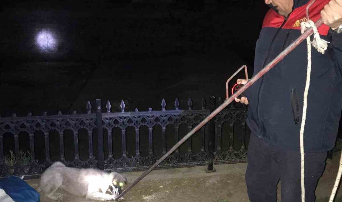 Afyonkarahisar’da 3 sokak köpeği düştükleri kurumuş çayda itfaiye ekipleri tarafından
