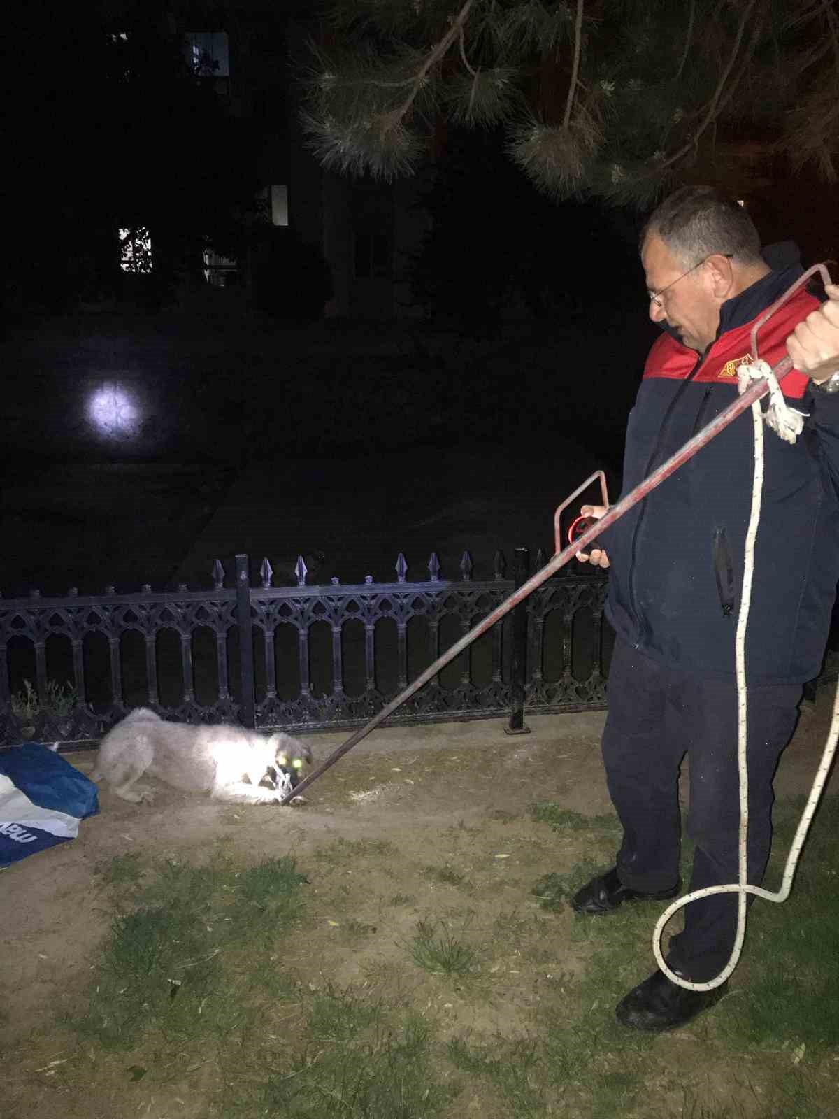 Afyonkarahisar’da 3 sokak köpeği düştükleri kurumuş çayda itfaiye ekipleri tarafından