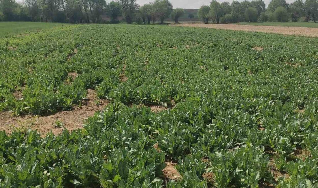 Afyonkarahisar’da 3 kişinin izinsiz olarak ektiği 741 bin 10 kök
