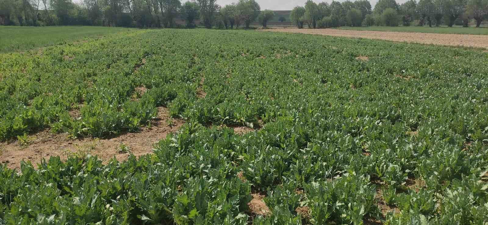 Afyonkarahisar’da 3 kişinin izinsiz olarak ektiği 741 bin 10 kök