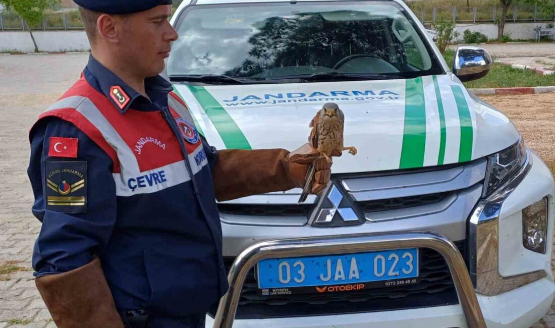 Afyonkarahisar’da devriye gezen jandarma ekipleri tarafından yaralı halde bulunan doğan