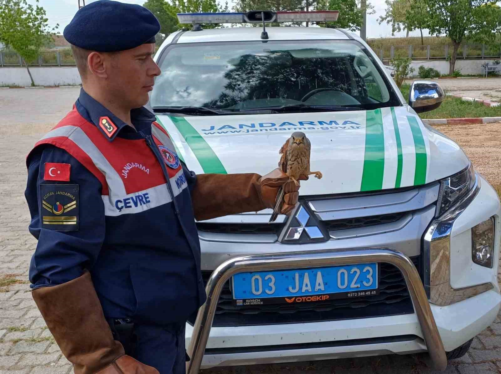 Afyonkarahisar’da devriye gezen jandarma ekipleri tarafından yaralı halde bulunan doğan