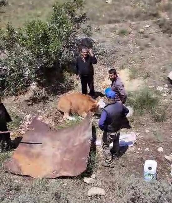 Afyonkarahisar’da kaybolan gebe inek 2 gün sonra dağlık alanda yorgunluktan