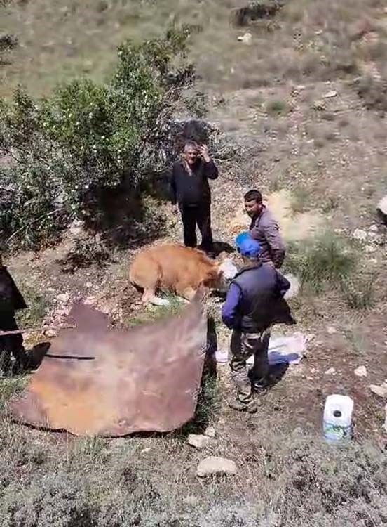 Afyonkarahisar’da kaybolan gebe inek 2 gün sonra dağlık alanda yorgunluktan