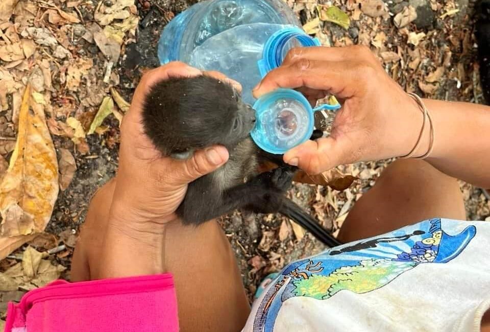 KUZEY AMERİKA ÜLKESİ MEKSİKA’NIN CHİAPAS VE TABASCO EYALETLERİNDE 45 DERECEYİ