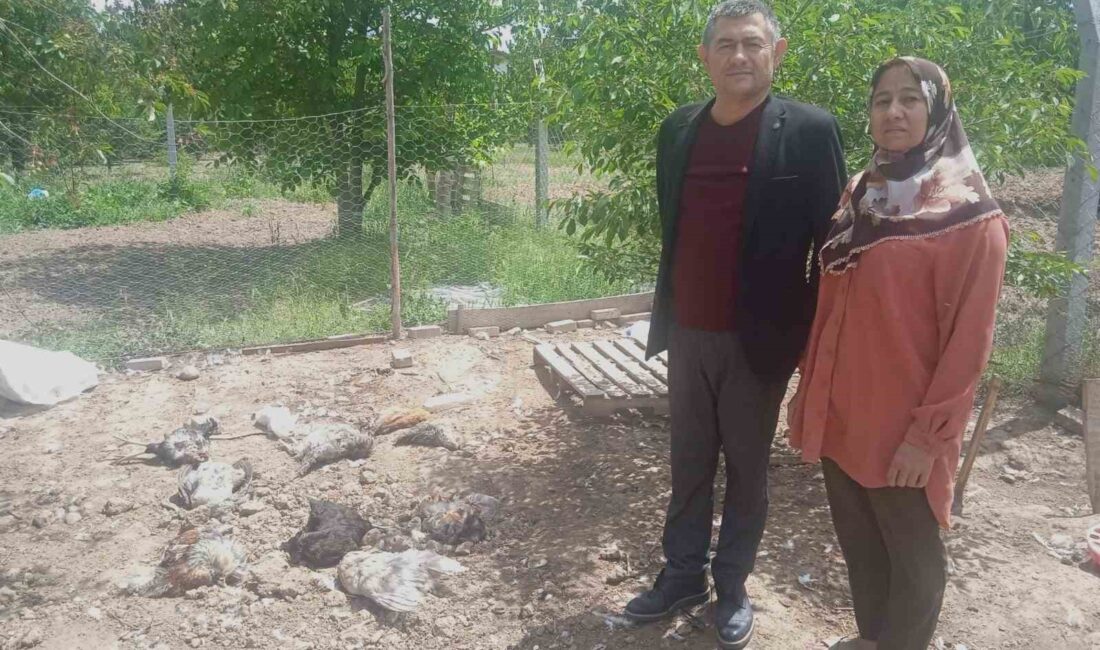 Afyonkarahisar’da dün gece geç saatlerde başıboş sokak köpekler, girdikleri kümeste