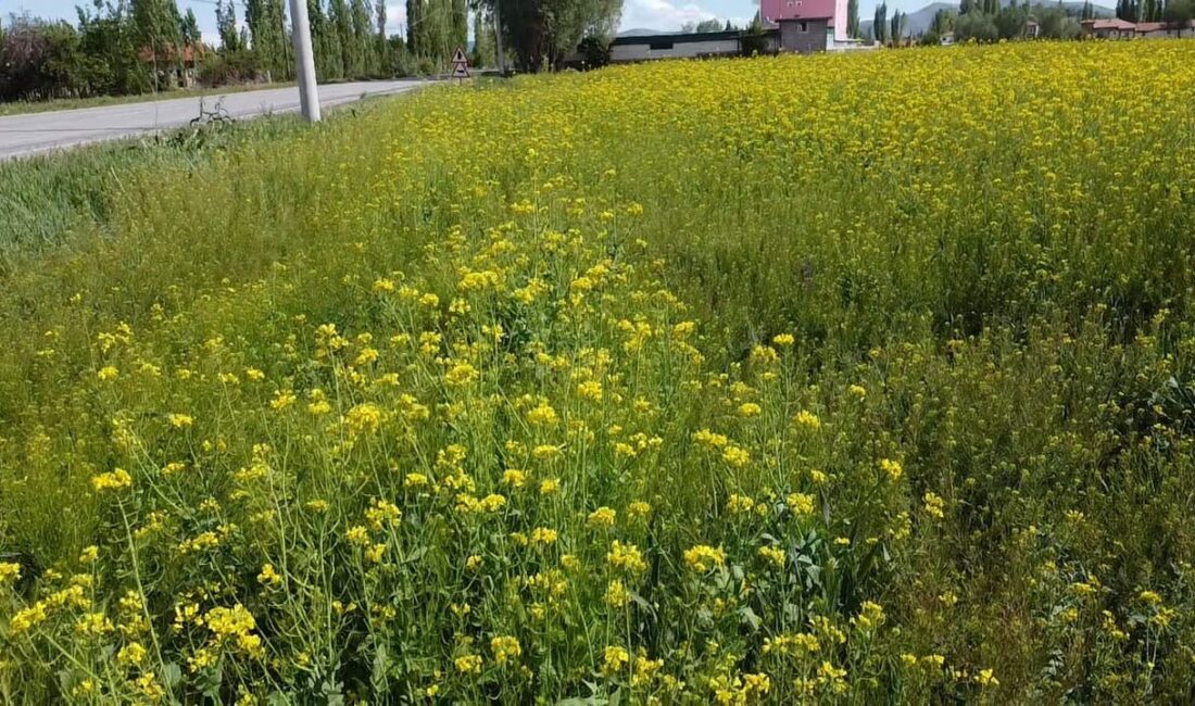 Afyonkarahisar’ın Şuhut ilçesinde ilk defa ekilen ve hiç sulanmadan yetişen