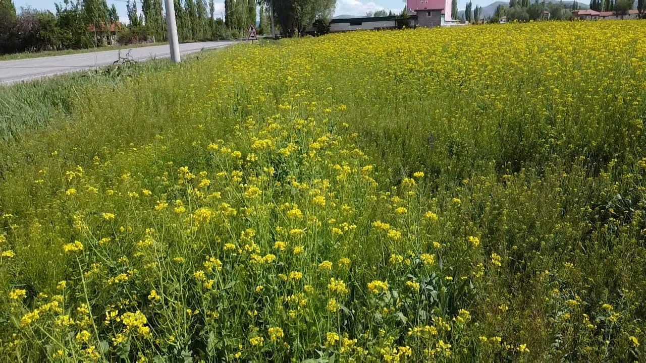 Afyonkarahisar’ın Şuhut ilçesinde ilk defa ekilen ve hiç sulanmadan yetişen